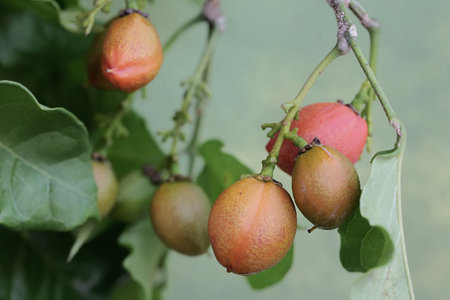 Ripe fruits of Ficus carica plant in the garden.