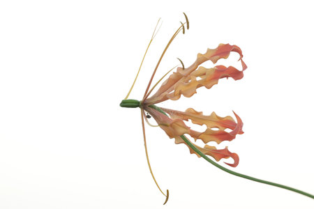 The beauty of a  flame lily (Gloriosa superba) in full bloom. This beautiful flower that seems luxurious grows wild in tropical forests in Indonesia.の写真素材