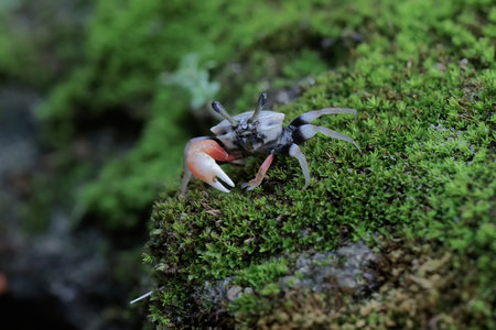 A fiddler crab is hunting for prey in the seaweed beds that grow on the coral. This animal has the scientific name Uca sp.の写真素材
