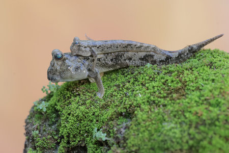 Two barred mudskippers resting on a weathered tree trunk on the edge of the beach estuary. This...
