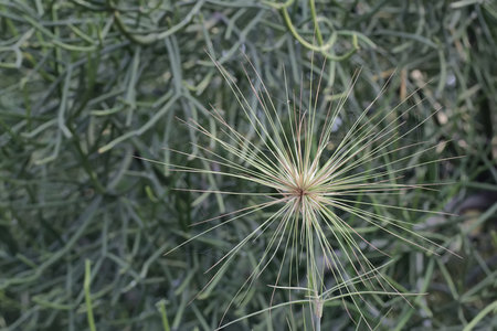 Close up of a grass flower with green leaves background, Thailand.の写真素材