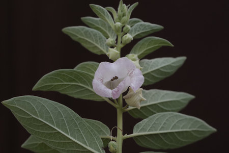 Flower of a black pepper bush (Solanum vulgare)
