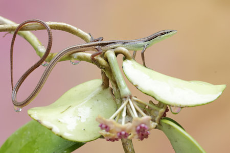 A small lizard sits on a green leaf and waits for prey.の写真素材