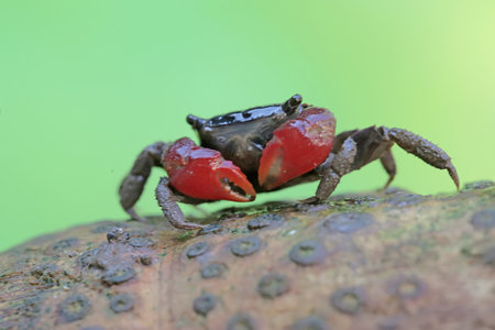 Crab on a tree in the rainforest of Costa Rica.