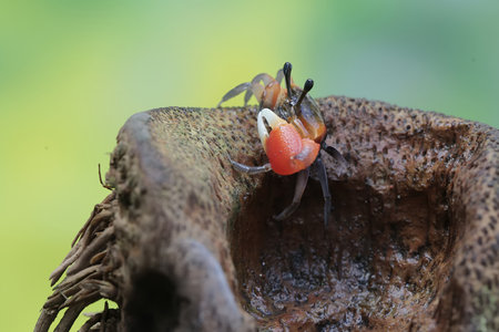 Crab on a tree in the rainforest of Belize.の写真素材