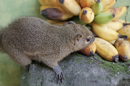 A small squirrel is sitting on a rock with bananas in the background.の写真素材