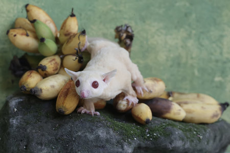 Little sugar glider on the rock with bananas on the background