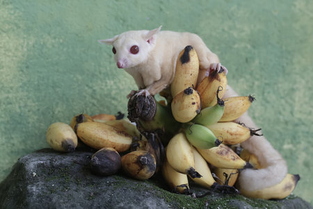 A small sugar glider sits on a pile of bananas on a stone.の写真素材