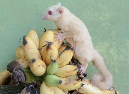 A little sugar glider is looking for food on a banana.