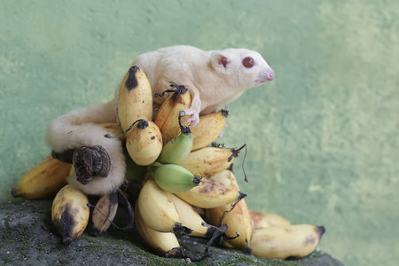A small white sugar glider sits on a bunch of bananas.