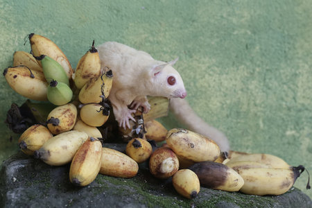 The sugar glider (Petaurus breviceps) is eating banana fruit.の写真素材