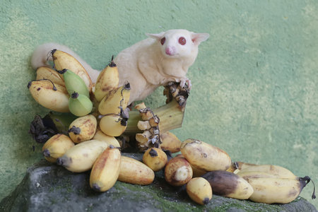 Sugar glider and bananas on a stone. Sugar glider on a banana.の写真素材
