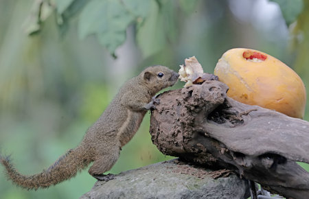 Squirrel eating a papaya on a stone.の写真素材