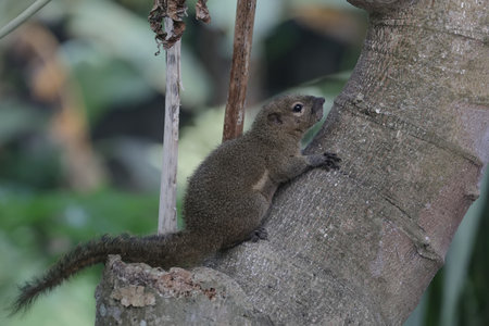 Squirrel on a tree in the jungle of Belize, Central America