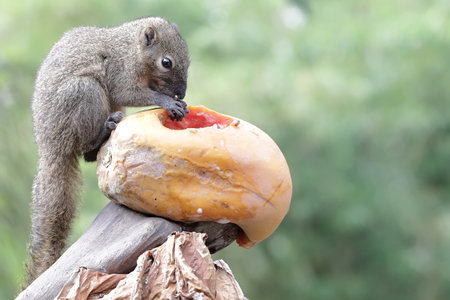 Squirrel eating a donut on a tree stump in the forestの写真素材