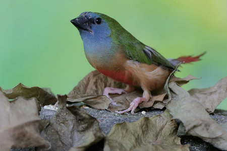 Chestnut-headed Bulbul, single bird on branch