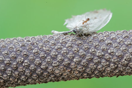 a kind of insects named ant on the tree in nature or in the gardenの写真素材