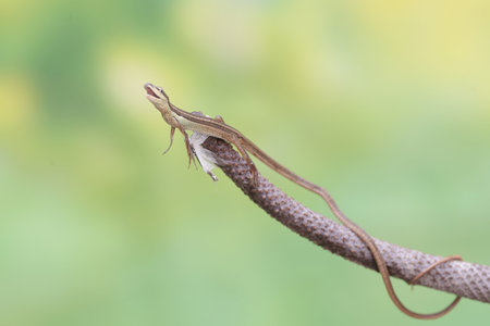 Lizard on a branch with nature background. Close-up.の写真素材