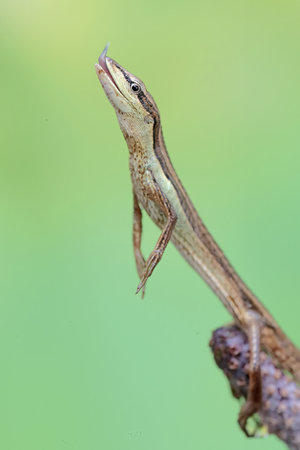 Close-up of a lizard on a branch with a green backgroundの写真素材