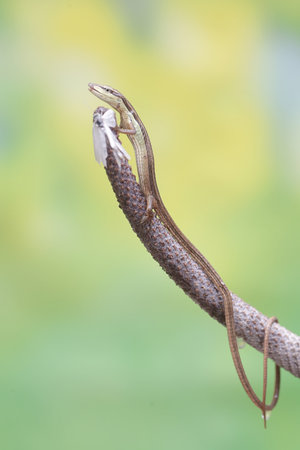 Close up view of a lizard on a branch with a blurred background