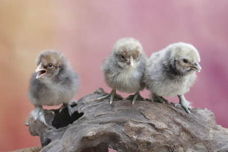 chickens in the nest on a tree branch with blurred backgroundの写真素材