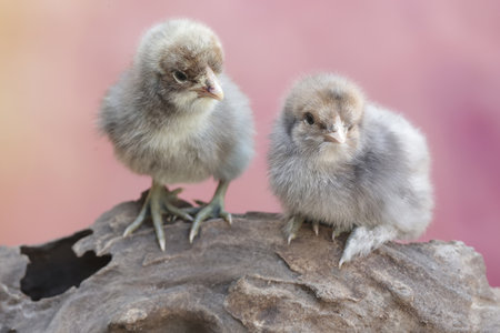 chickens with a pink background, closeupの写真素材
