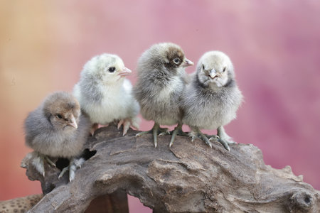 chickens on a branch with pink background, close-upの写真素材
