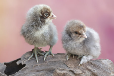 two little chicken on a rock on a pink background close-upの写真素材