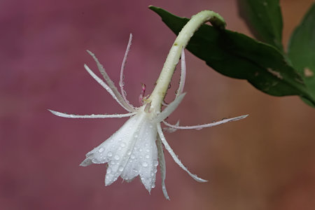 White flower with water droplets on the petals and green leavesの写真素材