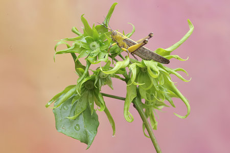 Grasshopper on a flower with water drops in the morning