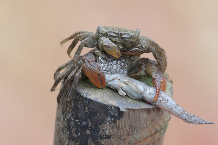 Crab on a bamboo pole, close-up