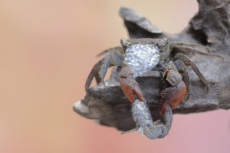 Close up of a little crab on a tree trunk with a blurred background