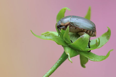 Beetle on a plant in the wild, closeup of photo