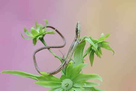 Close up of a lizard on a flower.の写真素材