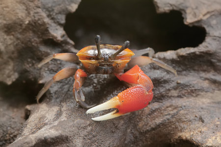 fiddler crab on the rock in the rainforest of thailand