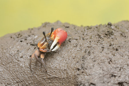 fiddler crab on the ground in the wild nature of Thailand.