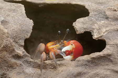 fiddler crab coming out of a hole in the rock, Thailand.の写真素材