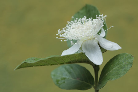 White flower and green leaf on the nature background. (Scientific name Caltha palustris)