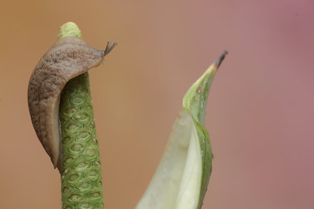 Snail crawling on a leafの写真素材