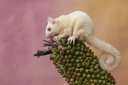 Sugar glider (Petaurus breviceps) on a cactusの写真素材