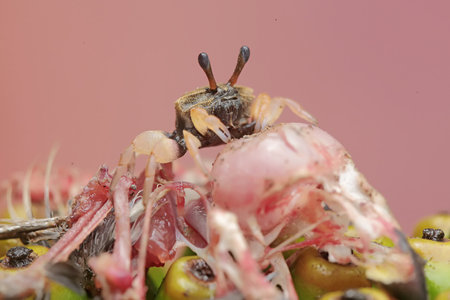 crab spider on the food in the market. close-up