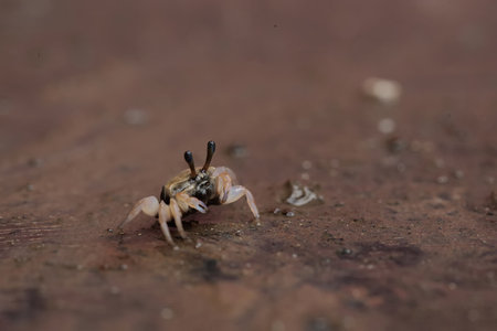 jumping spider on the ground in nature or in the garden.