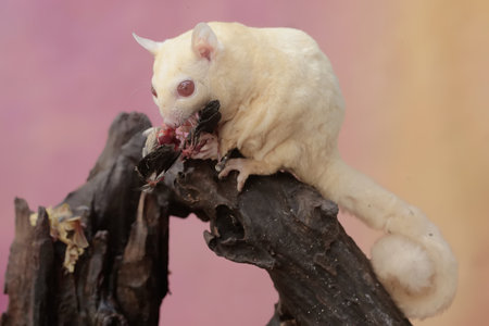 White sugar glider eating meat on a tree branch with pink background