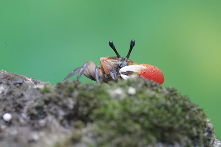 fiddler crab in the nature or in the garden. selective focus