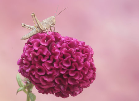 Grasshopper on a pink flower. Selective focus.の写真素材