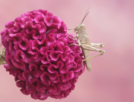Grasshopper and pink celosia flower on pink backgroundの写真素材