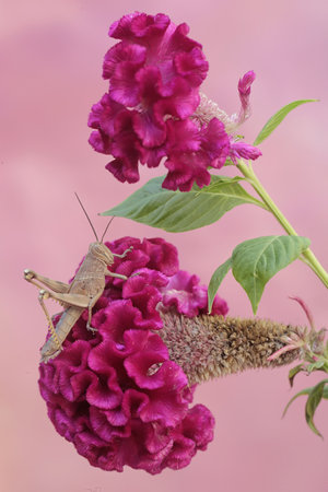 Grasshopper and pink flower on a pink background with copy spaceの写真素材