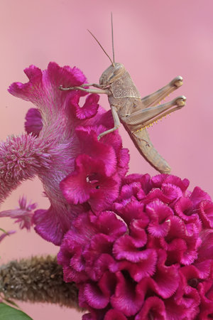 Grasshopper and Celosia argentea on pink backgroundの写真素材