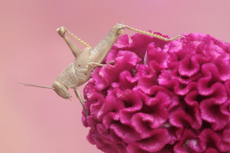 Grasshopper sitting on a pink flower with a pink backgroundの写真素材