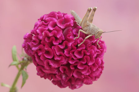 Grasshopper on a pink cockscomb flower with pink background